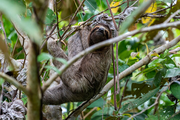 Closeup view of a beautiful Sloth in Costa Rica in its natural habitat 