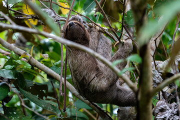 Closeup view of a beautiful Sloth in Costa Rica in its natural habitat 