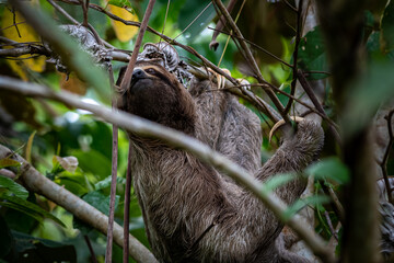 Closeup view of a beautiful Sloth in Costa Rica in its natural habitat 