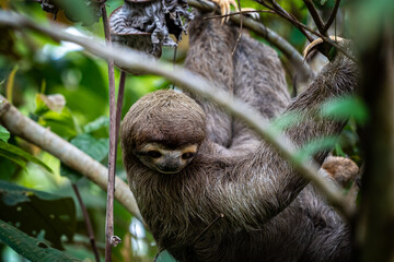 Closeup view of a beautiful Sloth in Costa Rica in its natural habitat 