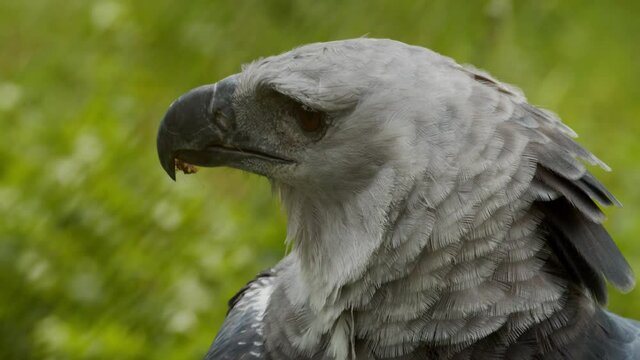 Close de uma Harpia, ou gavi&atilde;o real, a maior ave de rapina das Am&eacute;ricas / Harpy, or harpy eagle, close-up the largest bird of prey in the Americas	