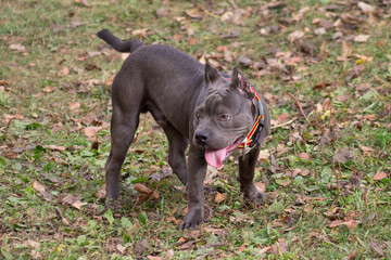Cute american bully puppy is standing in the autumn park. Seven month old. Pet animals.