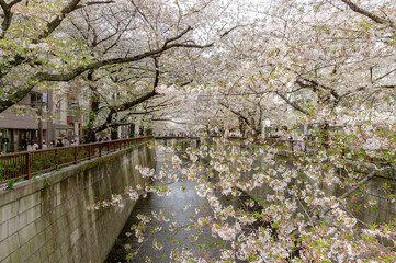 東京都目黒区中目黒の目黒川沿いの桜並木の景色