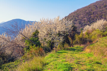 Obraz premium Sunny spring day in mountains, trees in bloom. Beautiful Mediterranean landscape. Montenegro, Tivat