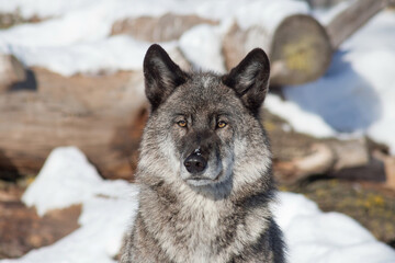 Portrait of black canadian wolf is standing on a white snow. Close up. Canis lupus pambasileus.