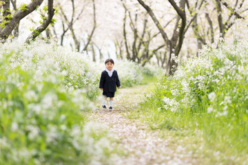 桜の並木を走るの幼稚園児