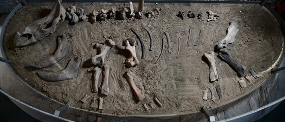 Dinosaur skeleton in ground stone Fossil Tyrannosaurus archaeological excavations. Prehistoric...