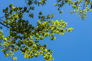 林業試験場樹木公園に芽吹き始めたブナ
