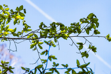 林業試験場樹木公園に芽吹き始めたブナ