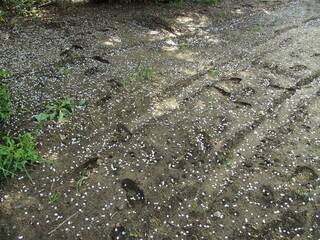 桜の花びら散る足跡のある畑風景