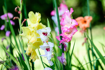 Close up of many delicate vivid yellow, pink, orange, purple and white Gladiolus flowers in full bloom and green leaves in a garden in a sunny summer day.