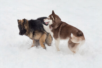 Cute siberian husky puppy and german shepherd dog puppy are playing on a white snow in the winter park. Pet animals.