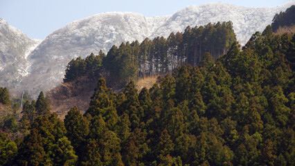 SONY DSC雪山バックに杉木立