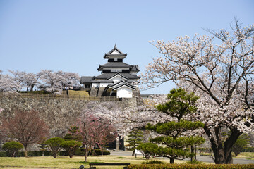 Fototapeta na wymiar 満開の桜と福島県白河市の小峰城