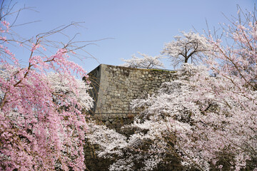 満開の桜と福島県白河市の小峰城石垣