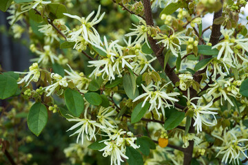 沢山咲いたトキワマンサクの花／Loropetalum chinense