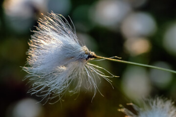 tussock cottongrass
