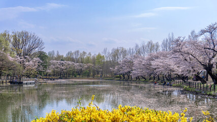 桜に囲まれた池（太田ヶ谷沼）／鶴ヶ島市運動公園（埼玉県鶴ヶ島市）