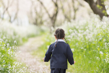 Fototapeta premium 桜の並木を走るの幼稚園児