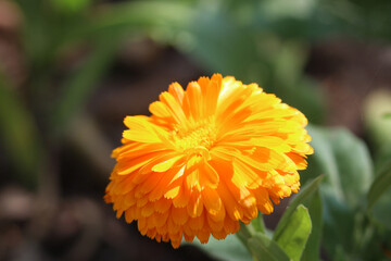 Macro Flor Naranja