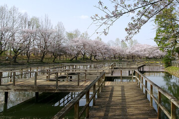 桜に囲まれた池の上に木道が有る（太田ヶ谷沼）／鶴ヶ島市運動公園（埼玉県鶴ヶ島市）