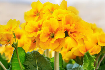 Primula veris, the cowslip, common cowslip, or cowslip primrose. Flowering plants for gardens, parks