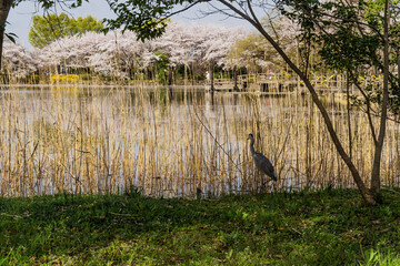 桜をバックに葦の中の青鷺（太田ヶ谷沼）／鶴ヶ島市運動公園（埼玉県鶴ヶ島市）