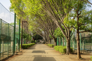 グラウンドに挟まれた並木道／鶴ヶ島市運動公園（埼玉県鶴ヶ島市）