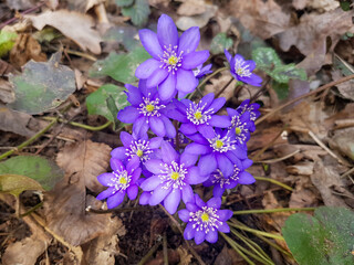 The first snowdrops after winter Anemone hepatica. Anemone hepatica bloomed in the forest