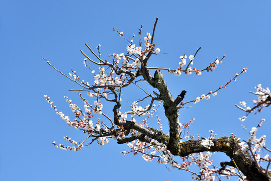 7 542 Best 梅の木 Images Stock Photos Vectors Adobe Stock