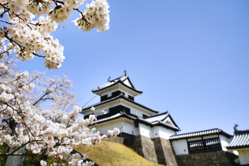 満開の桜と福島県白河市の小峰城