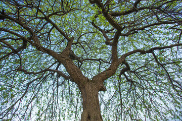 画面いっぱいに広がる木の枝