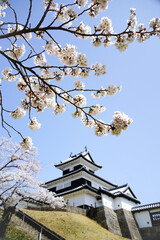 満開の桜と福島県白河市の小峰城