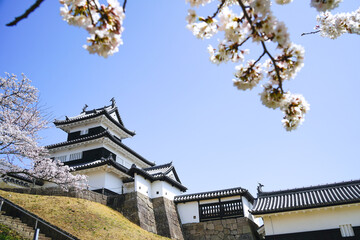 Naklejka premium 満開の桜と福島県白河市の小峰城