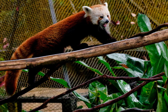 panda