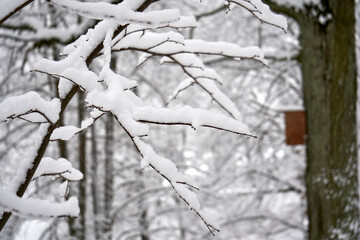 Close up of snow-covered tree branches. Birdhouse in the background. 