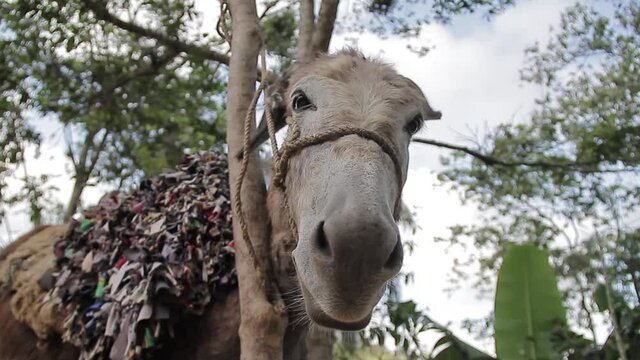 burro marr&oacute;n en el campo, animales de granja en libertad, jarabacoa rep&uacute;blica dominicana
