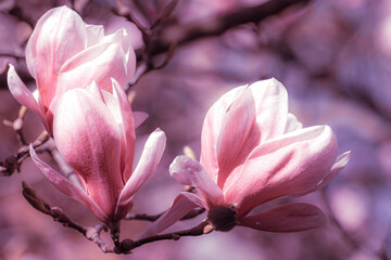 Makro Blüte pink zart fein der Magnolie