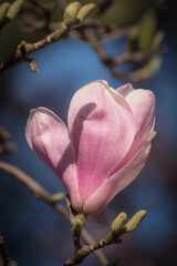 Makro Blüte pink zart fein der Magnolie