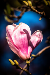 Fototapeta premium Makro Blüte pink zart fein der Magnolie
