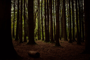 Fototapeta premium A nice image of a forest in colour 