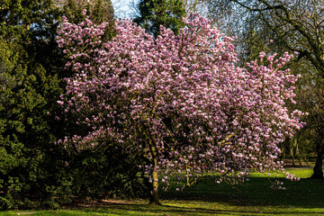 Baum der pink bl&uuml;henden Magnolie im Fr&uuml;hling