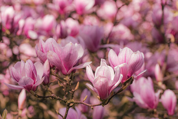 Makro Blüte pink zart fein der Magnolie