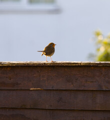 Little bird on a fence in the morning