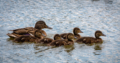 Family of ducks, mother Mallard and ducklings