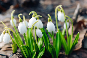 Snowdrops in a clearing in the forest. Spring primroses