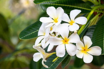 Booming yellow and white frangipani or plumeria, spa flowers with green leaves on their tree in evening light with natural blurred green background.