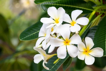 Fotobehang Booming yellow and white frangipani or plumeria, spa flowers with green leaves on their tree in evening light with natural blurred green background. © UPhichet