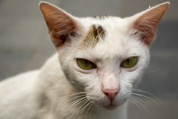 A cute Kucing Kampung or literally domestic cat from Indonesia.