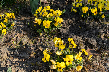  Bed of yellow pansies in spring. - Close-up of some yellow pansy flowers, green leaves and brown soil